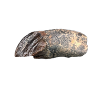 Rooted Leptoceratops Tooth