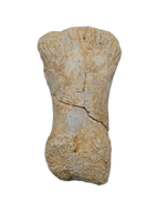 Spinosaurus Toe