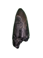 Sarcosuchus Tooth, Giant Crocodile, Niger