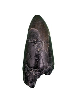 Sarcosuchus Tooth, Giant Crocodile, Niger