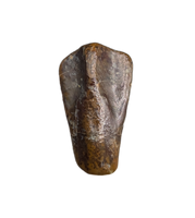 Levnesovia Tooth, Early Hadrosaur, Bissekty Formation, Uzbekistan