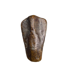 Levnesovia Tooth, Early Hadrosaur, Bissekty Formation, Uzbekistan