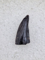 Raptor Tooth Section from the Hell Creek Formation