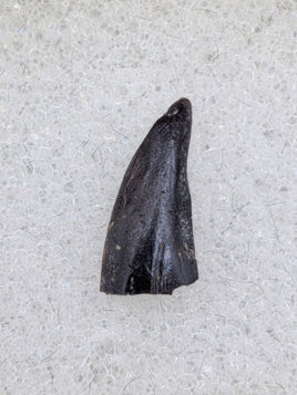 Raptor Tooth Section from the Hell Creek Formation