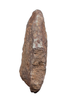 Spicomellus (Ankylosaur) Scute, El Mers Formation
