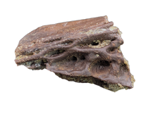 Pterosaur Azhdarchidae (Infernodrakon?, Quetzacoatlus?) Partial Vertebra