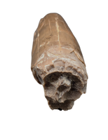 Phytosaur Tooth, Chinle Formation