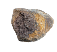 Dinosaur Limb End, Bissekty Formation