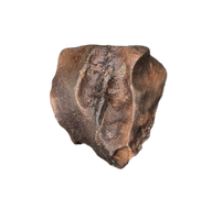 Triceratops Tooth