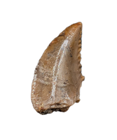 Troodon Tooth, Two Medicine Formation.