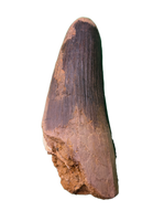 Spinosaurus Tooth