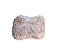 Ceratopsian Tail Vertebrae from the Kaiparowitz Formation of Utah.