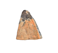 Tyrannosaur (Teratophoneus?) Tooth from the Upper Aguja Formation.