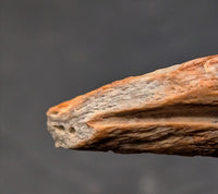 Troodon Foot Claw, Hell Creek Formation