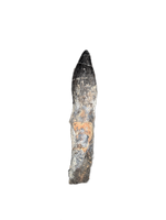 Rooted Diplodocid (Sauropod) Tooth, El Mers Formation
