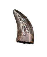 Acheroraptor Tooth from the Hell Creek Formation
