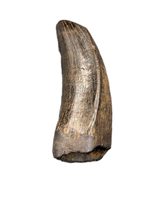 Tyrannosaurus Rex Tooth