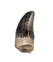 Juvenile Tyrannosaurus Rex Tooth