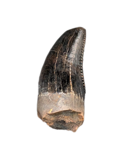 Juvenile Tyrannosaurus Rex Tooth