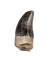 Juvenile Tyrannosaurus Rex Tooth