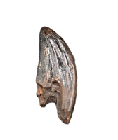 Zapsalis/Paronychodon Tooth, Hell Creek Formation