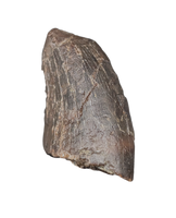 Tyrannosaur Tooth, Two Medicine Formation