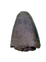 Deinosuchus (Crocodile) Tooth from Texas