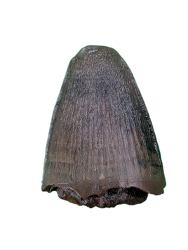 Deinosuchus (Crocodile) Tooth from Texas