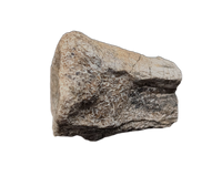 Theropod Vertebra, Cloverly Formation