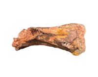 Theropod Tail Vertebra, Kem Kem