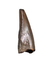 Nanotyrannus Pre Max Tooth