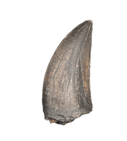 Kryptops Tooth, Elrhaz Formation