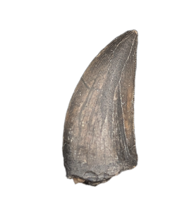 Kryptops Tooth, Elrhaz Formation