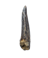 Ceratosaurid Tooth from the Mid Jurassic, Madagascar