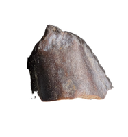 Hadrosaur Tooth, Judith River Formation