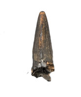 Tyrannosaur Tooth, Judith River Formation