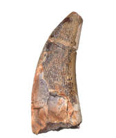 Metricanthosaurid/Allosaurid?  Tooth, Elrhaz Formation