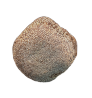 Mosasaur Vertebra, Cretaceous of Texas