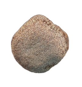 Mosasaur Vertebra, Cretaceous of Texas