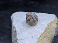 Kainops Trilobite, Oklahoma