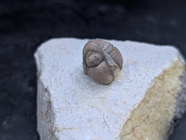 Kainops Trilobite, Oklahoma