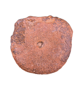 Stretosaurus (Pliosaur) cf. macromerus Vertebrae, Late Jurassic