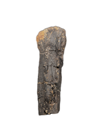 Diplodocus Caudal Vertebra