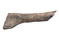Hypacrosaurus Tibia, Two Medicine Formation
