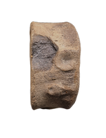 Brachypterigus (Ichthyosaur) Vertebra Jurassic Period, England.