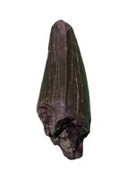 Tyrannosaur Tooth, Two Medicine Formation
