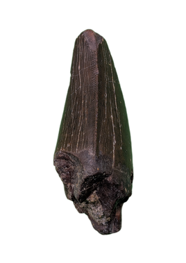 Tyrannosaur Tooth, Two Medicine Formation