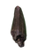 Tyrannosaur Tooth, Two Medicine Formation