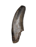 Nanotyrannus Tooth with Partial Root