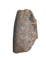 Tyrannosaur Tooth, Two Medicine Formation.